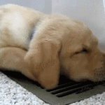 Puppy Sleeping