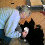 Scottish Terrier Dogs Spinning Around Drinking Milk