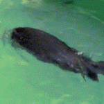 Sea Otter Dunks Basketball