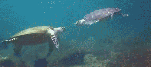 Sea-Turtle-High-Five.gif