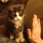 Cat High Five