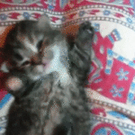 Cat Stretching and Yawning