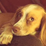Dog Blinking Sitting on Couch
