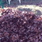 Dog Comes Out of Pile of Leaves
