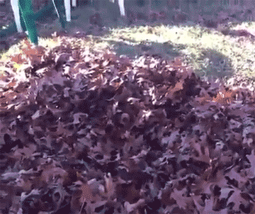 Dog Comes Out of Pile of Leaves Dog Pops Up Out of Pile of Leaves