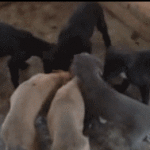Dog Flips While Eating