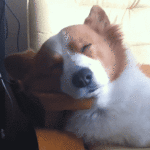 Dog Waking Up