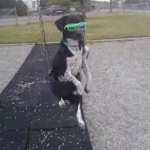 Dog on Swing With Sunglasses