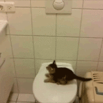 Kitten Jumping Off Toilet Fail