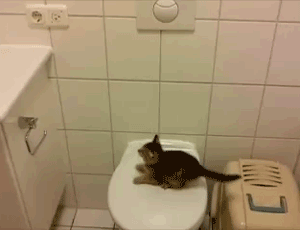 Kitten-Jumping-Off-Toilet-Fail.gif