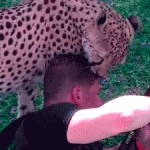 Leopard Licking Photographers Head