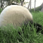 Panda Rolling