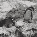 Penguin Knocks Other Penguin Into Water