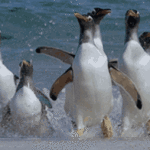 Penguins Coming Out of Ocean