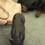 Pig Jumping Over Dog