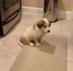 Puppy Catch Fail