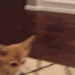 Puppy Playing With Ball Looks in Mirror