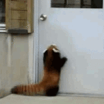 Red Panda Jumping for Door Handle