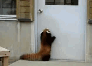 Red-Panda-Jumping-for-Door-Handle.gif