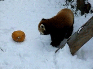 [Image: Red-Panda-Playing-WIth-Pumpkin.gif]