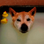 Rubber Ducky on Dogs Head