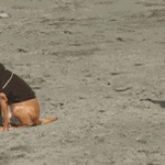 crow bites dogs tail