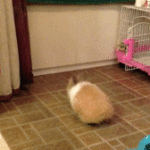 Bunny Jump Fail