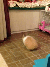 Bunny-Jump-Fail.gif