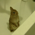 Bunny Shower