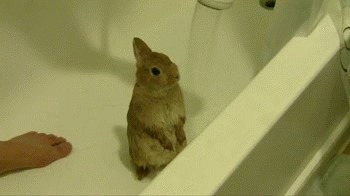 Bunny-Shower.gif