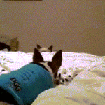 Cat Bed Sneak Attack on Dog