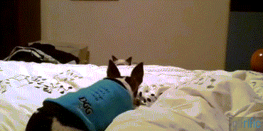 Cat-Bed-Sneak-Attack-on-Dog.gif