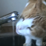 Cat Drinking Water Out of Faucet