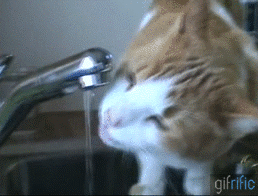 Cat-Drinking-Water-Out-of-Faucet.gif