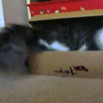 Cat Fits Inside Shoe Box