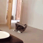 Cat Quickly Climbs Up Door