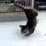 Cat Walking on Front Legs