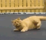 Cat on Trampoline