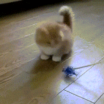 Confused Cat