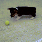Corgi Playing With Tennis Ball