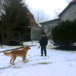 Dog Knocks Down Kid in Snow Fail