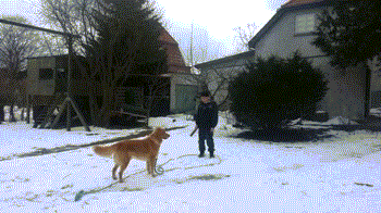 [Image: Dog-Knocks-Down-Kid-in-Snow-Fail.gif]
