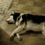 Dog Lying on the Floor Eating Dog Food