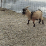 Goat Slides on Ice