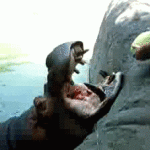 Hippo Eating a Watermelon
