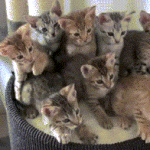 Hypnotized Cats Follow Feather With Heads