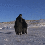 Penguin Slip on Ice