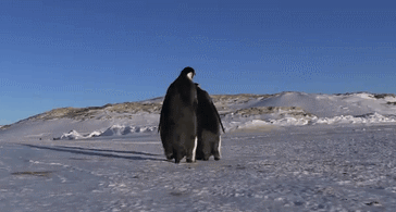 Penguin Slip on Ice Penguin Slips on Ice and Falls