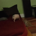 Pig and Cat Playing With Each Other