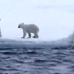 Polar Bear Helps Young Polar Bear Out of Water